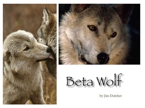 what is beta wolf - alpha wolf ranks